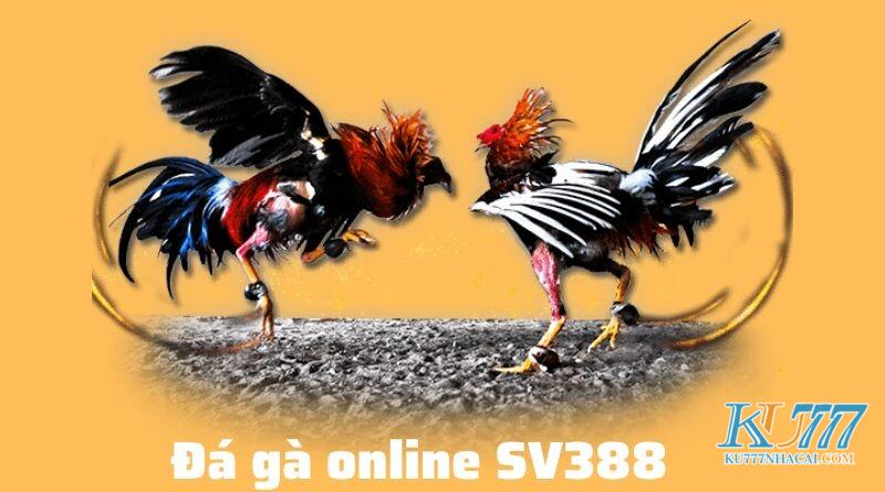 Giới thiệu đôi nét về Đá gà online SV388 